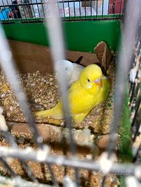 Cocorite allevate a mano