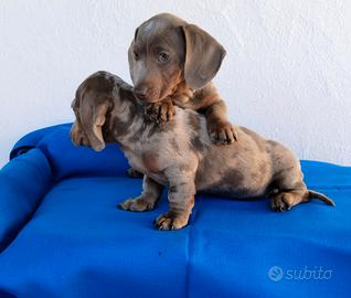 Bassotto Arlecchino Femmina Anche in 12 Rate