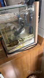 Acquario
