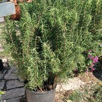 ROSMARINO ALTO 1 METRO