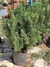 ROSMARINO ALTO 1 METRO