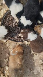 Disponibili cuccioli border collie