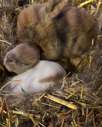 Regaloo Conigli nani