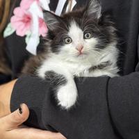 Maine coon femmine con pedigree di alta geneologia