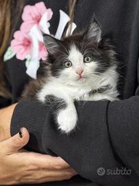 Maine coon femmine con pedigree di alta geneologia