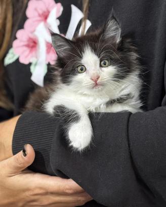 Maine coon femmine con pedigree di alta geneologia