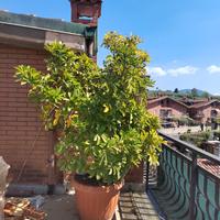  pianta da giardino 