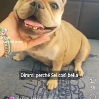 Bulldog femmina adulta