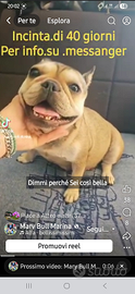 Bulldog femmina adulta