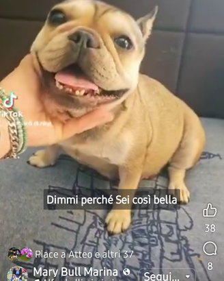 Bulldog femmina adulta