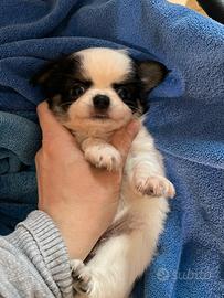 Chihuahua maschietto pl