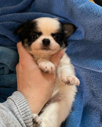 Chihuahua maschietto pl