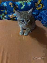 gattino rosso di 2 mesi