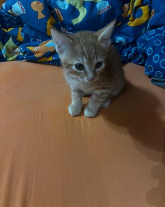 gattino rosso di 2 mesi