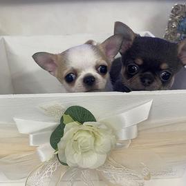 Cuccioli di chihuahua taglia mini 2 mesi e mezzo