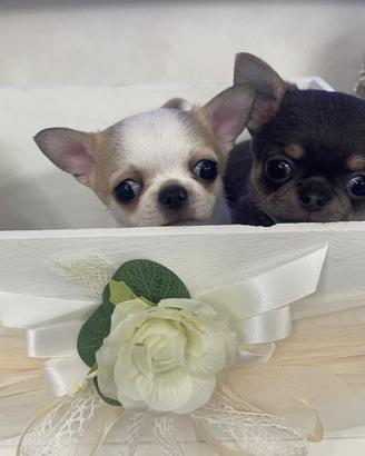 Cuccioli di chihuahua taglia mini 2 mesi e mezzo