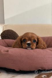 Cavalier King Charles Spaniel Ruby Taglia Piccola