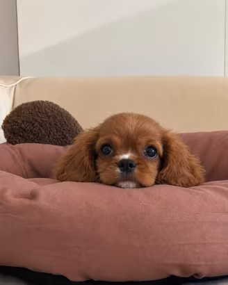 Cavalier King Charles Spaniel Ruby Taglia Piccola