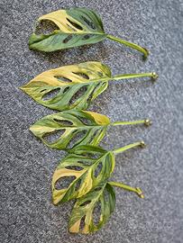 Monstera Adansonii Aurea 