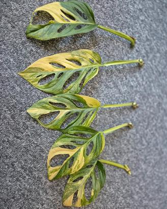 Monstera Adansonii Aurea 