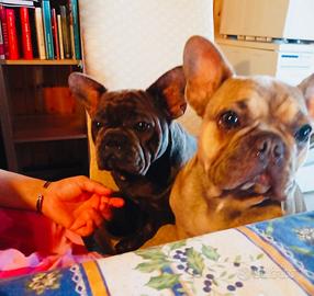 Bulldog francese x monta