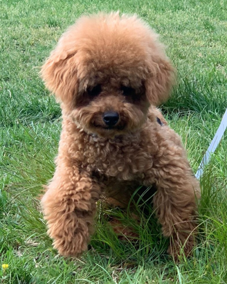 Barboncino Toy Red 24 cm per accoppiamento o monte