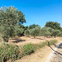Terreno agricolo con uliveto in produzione