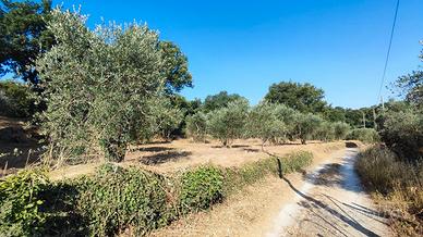 Terreno agricolo con uliveto in produzione