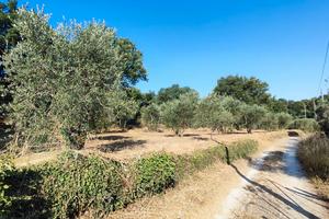 Terreno agricolo con uliveto in produzione