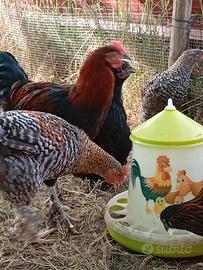 Olive Egger: galli e galline