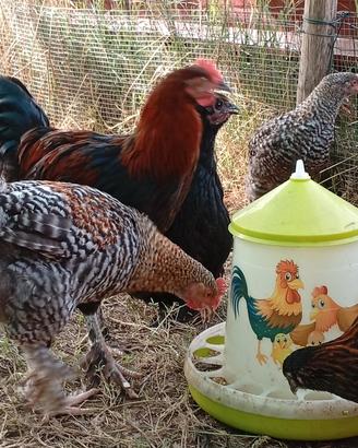 Olive Egger: galli e galline