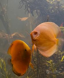 Discus