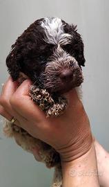 Cuccioli Lagotto Romagnolo