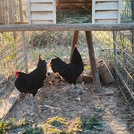 Gallo australorp