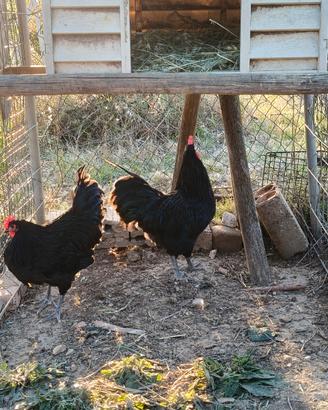 Gallo australorp