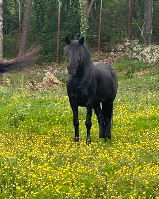 Pony Esperia