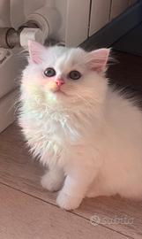 British & Scottish longhair