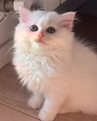 British & Scottish longhair