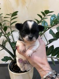 Cuccioli Chihuahua
