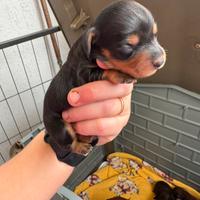 Cuccioli di bassotto tedesco kaninchen pelo lungo