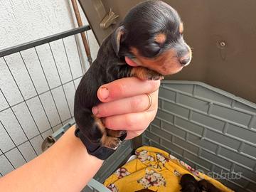 Cuccioli di bassotto tedesco kaninchen pelo lungo