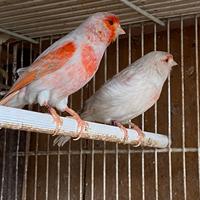 Canarini mosaici , rossi e bronzi