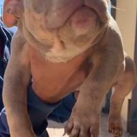 American Bully Pocket