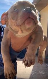 American Bully Pocket