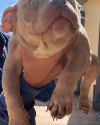 American Bully Pocket
