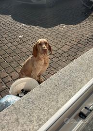 Bracco italiano