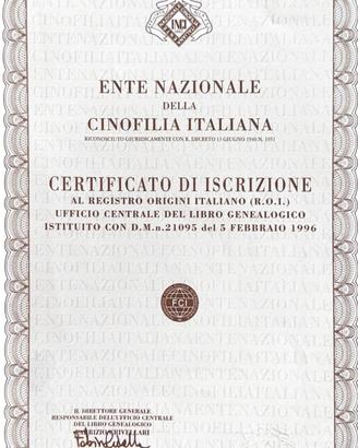 Lagotti romagnoli