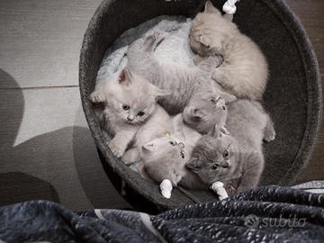 Gatti British Shorthair