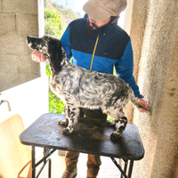 Setter Femmina 6 Mesi da Caccia