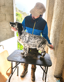 Setter Femmina 6 Mesi da Caccia